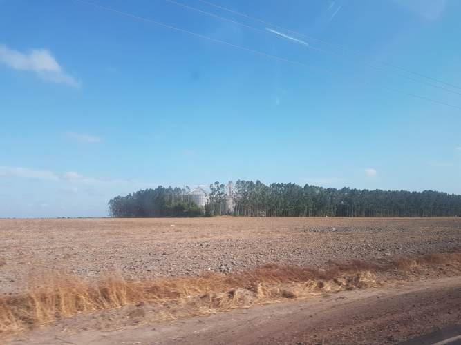 Waldabholzung Cerrado Brasilien