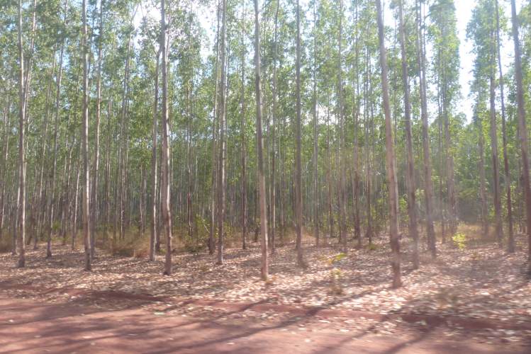 Eukalyptusplantage Brasilien
