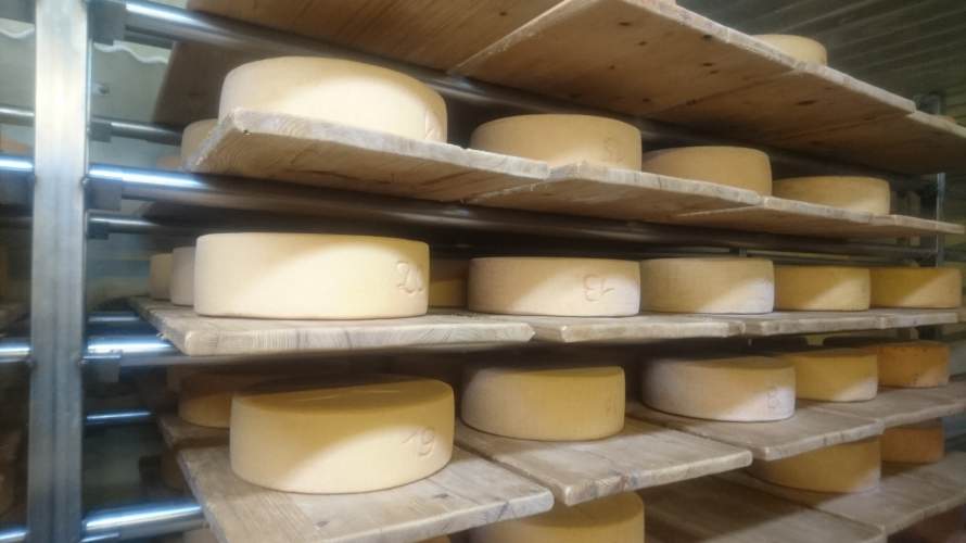 organic cheese in South-Tyrol