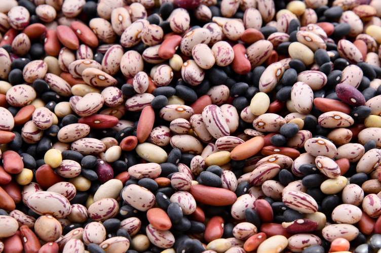 diversity of beans - important protein power