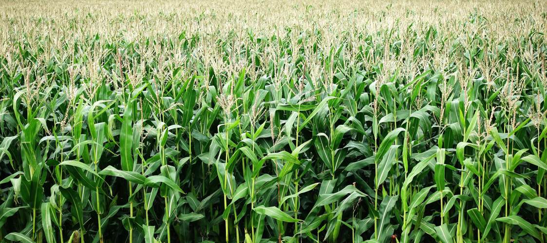 corn trimmed for yield