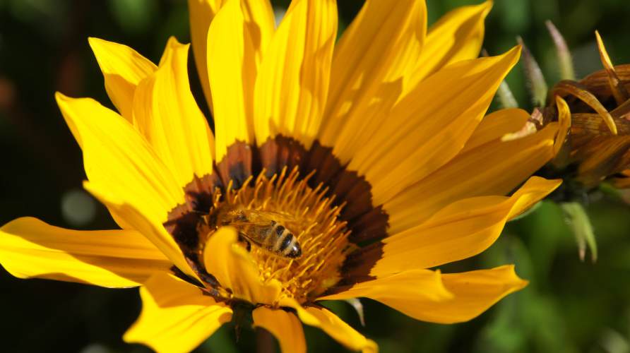 biodiversity   sunflower & bee