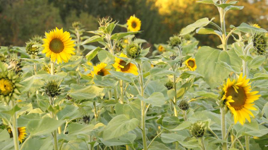 biodiversity   sunflowers