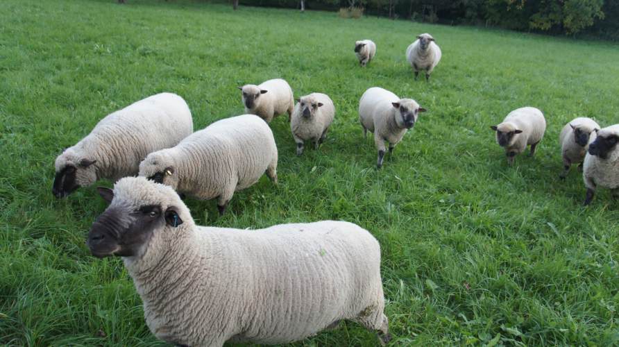 Tiere, die Gras verdauen können sind keine Nahrungskonkurrenz