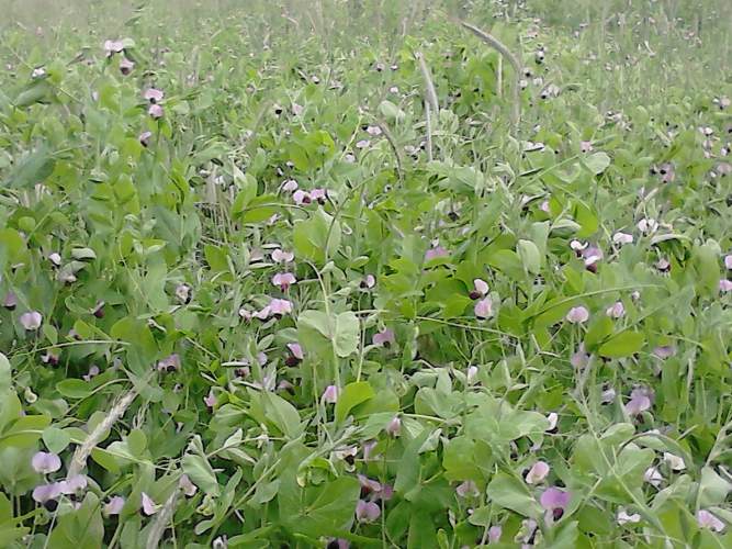 field beans