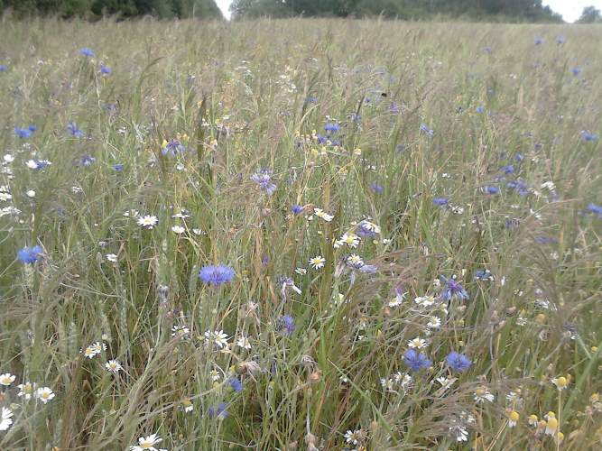 flower diversity