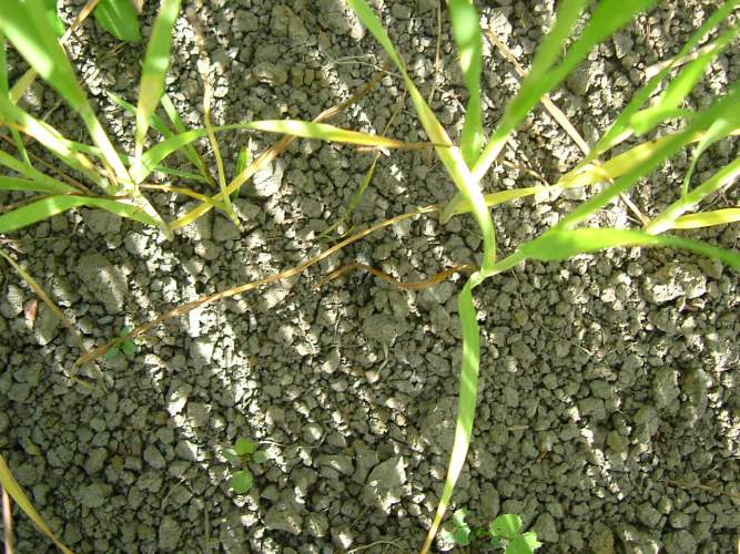 crumbled surface structure - clay soil Finland