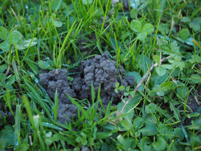 earthworm droppings create soil fertility