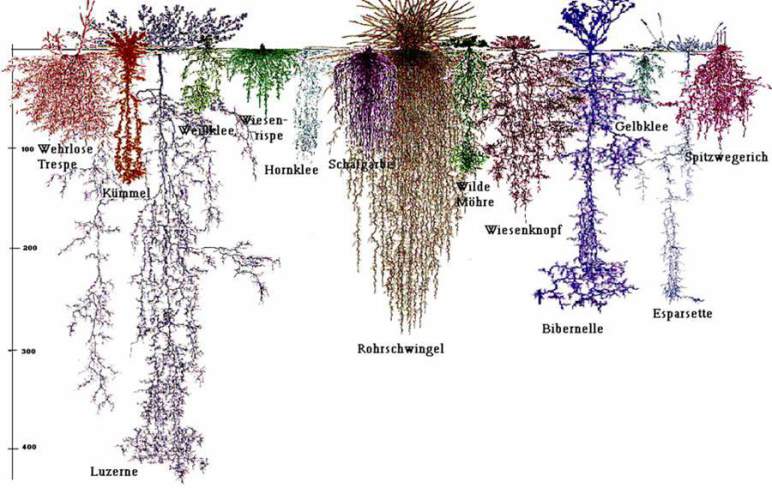 root diversity grassland Kutschera