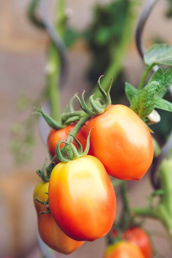 organic tomatoes