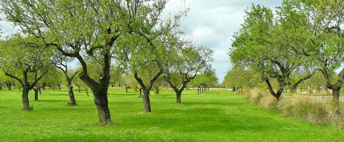 olive trees