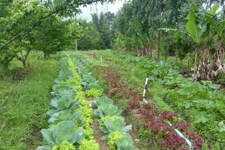 Biodiversität mit Permakultur 2