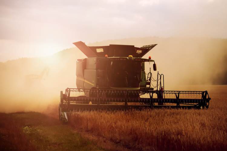 grain harvest