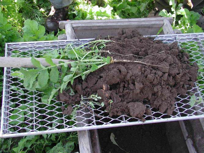 green manure - close contact between roots and soil