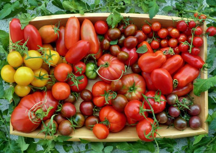 biodiversity  - tomato varieties
