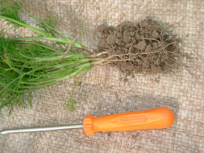close contact between roots and soil