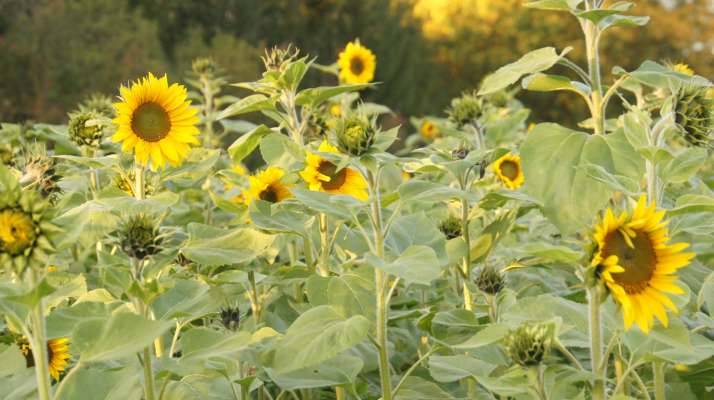 Artenvielfalt Sonnenblumen