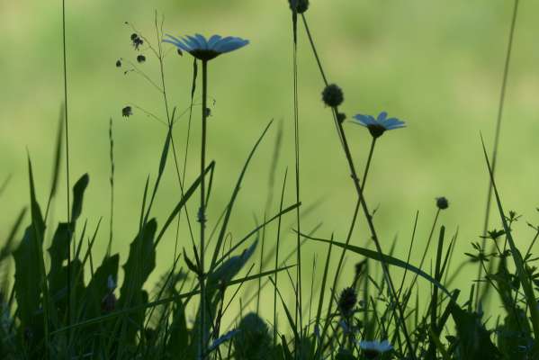 meadow