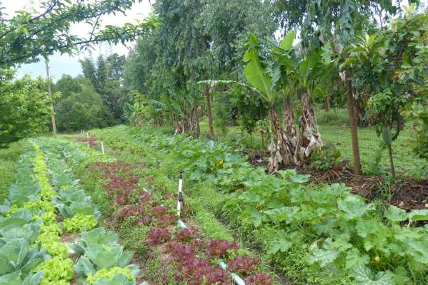Agroforst Brasilien 3